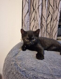 Britisch Kurzhaar Kitten - Beckum