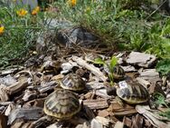 Griechische Landschildkröten (THB) NZ 2023 preisgünstig v. Züchter mit Cites und Pflegeanleitung abzugeben - Königsbrück