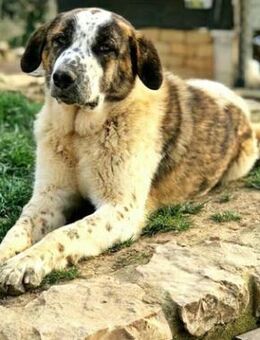 YURI - wartet schon so lange - Sulzbach-Laufen