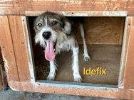 Idefix; sucht (s)einen Asterix - Geilenkirchen