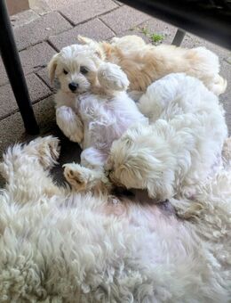 Hunde Welpe maltipoo Welpen - Hilst