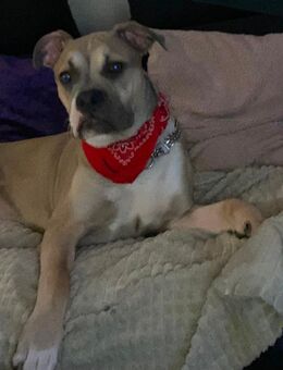 Cane Corso Old englisch Bully mix - Würselen