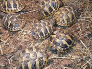 Griechische Landschildkröten NZ - Burg Stargard