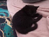 Katzenbabys - Weinsberg Zentrum
