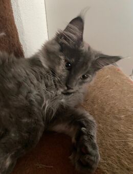 Main Coon kitten - Landau (Pfalz)