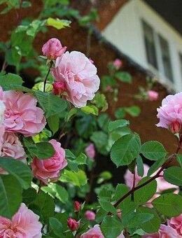 Doppelhaushälfte in guter Lage von Dülmen! - Dülmen