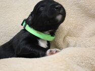 Welpen mit Köpfchen & Charme? Border Collie x Labradoodle - Wolfenbüttel