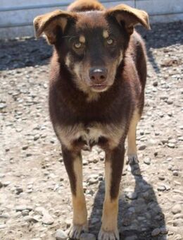 George sucht DICH - Celle