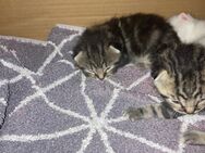 Kitten/ Katzenbabys - Kerpen (Kolpingstadt) Zentrum