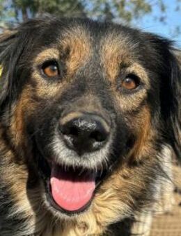 MAUREEN-2 j.,wunderschöne Hündin, 53 cm - Rösrath