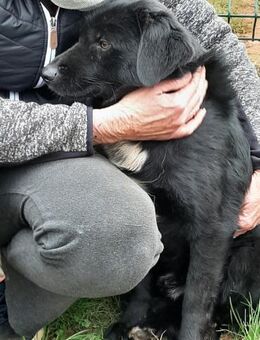 Evander sucht seine Familie - Weilheim (Oberbayern)