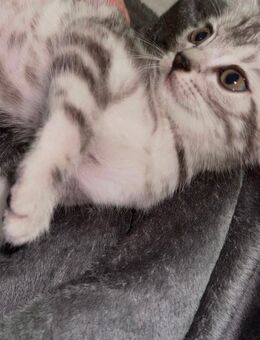 Wunderschöne Silver-Tabby Kitten suchen ein neues Zuhause - Essen