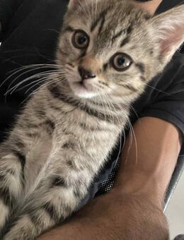 BKH / EKH Mischlingskätzchen (Kater) - Handaufzucht - Kitten - Stubenrein und erzogen - Stuttgart
