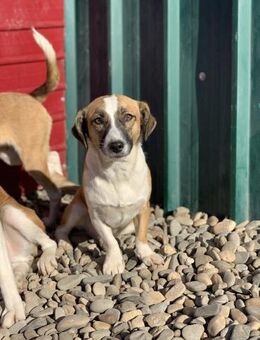 Trinity hofft auf eine Chance - Celle