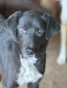 Emily Dickinson wird immer übersehen 🐾 - Elsdorf (Nordrhein-Westfalen)