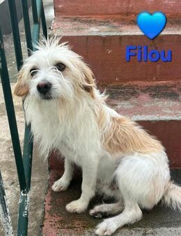 Filou - sucht eine Familie - Höchst (Odenwald)