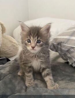 Maine Coon Mix Kitten - Bad Kreuznach