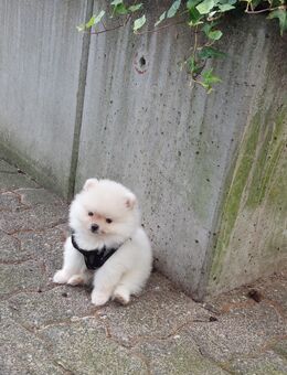 Pomeranian/Zwergspitz welpen Rüde - Kahl (Main)