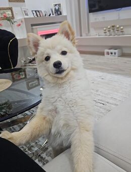 Pomerian Zwergspitz "Prinz" sucht Zuhause - Hanau (Brüder-Grimm-Stadt)