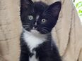 Bezaubernde liebevolle Rasse-Mix-Kätzchen kitten Katzenkinder abzugeben in 97318