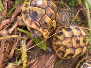 Griechische Landschildkröten von 2023 - Waldstetten (Bayern)