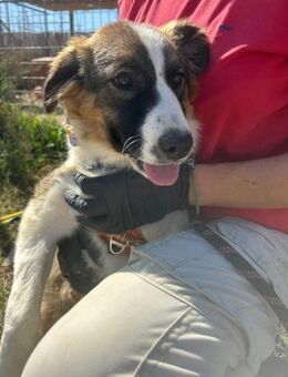 Thelma - freundlich und aufgeweckt - Heppenheim (Bergstraße)