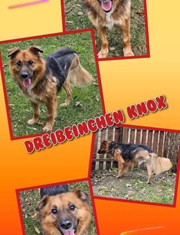 Dreibeinchen Knox wartet aufs Wunder! - Nürnberg