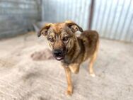 Nessie, ein Herz auf 3 Beinen 🐾 - Elsdorf (Nordrhein-Westfalen)