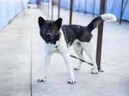 Akita-Mix Nemo! - München