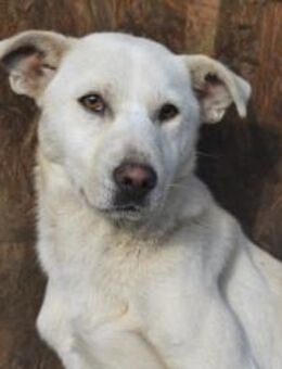 Hübsche HAUMEA sucht Zuhause - Neuberg