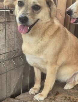 Gertrud - Mathilde die ruhige schüch🐕❤️ - Rambin