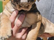 Old Englisch Bulldog Welpen - Kunreuth