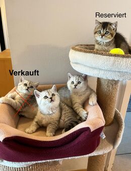 Reinrassige BKH Kitten - Ingolstadt
