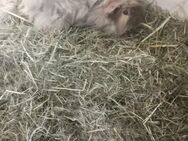 3 meerschweinchen - Calau