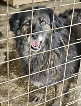 Fenjah - friedlich, angenehm, ruhig - Weilheim (Oberbayern)