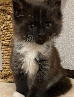 Black beauty - Maine Coon Kater - Willmering