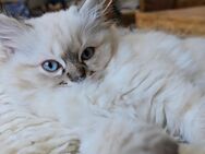 5 Ragdollkitten suchen liebevolles Zuhause - München