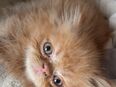 Perser kitten 12 Wochen alt in 51143