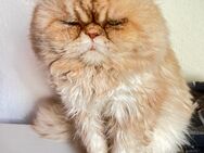 Verkaufe ein süßen reinrassigen Perserkater :Garfield, aus gesundheitlichen gründen!! - Bad Bocklet