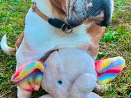 Old English Bulldog - Ettlingen