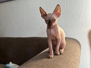 Kanadische Sphinx Kitten zu verkaufen - Chemnitz