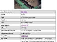 Französische Bulldogge AACHEN - Aachen Zentrum