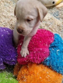 Labrador Welpe Blond - Bochum Gerthe