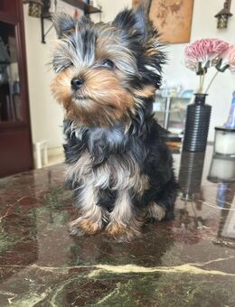 Yorkshire Terrier Welpe - Ingelheim (Rhein)