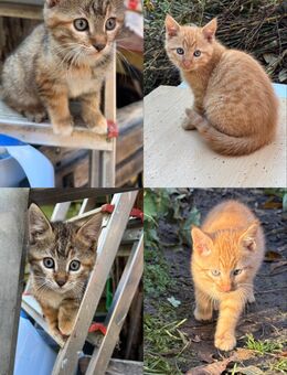 Katzenbabys - Freiburg (Breisgau)