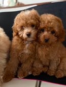 Maltipoo Welpen in 71106