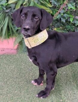 Shine möchte so gerne Vertrauen fassen - Laatzen