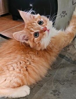 Zauberhafte Maine Coon Kitten suchen ein liebevolles Zuhause 🐾 - Weißenthurm Zentrum