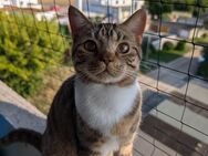 Junger getigerter Hauskater "Tiger" sucht ein neues Zuhause - Mücheln (Geiseltal)