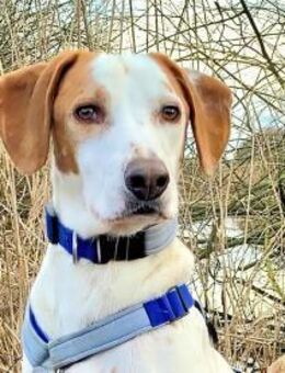 NATALE - Traumhund auf PS in Hessen - Regensburg